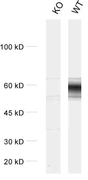 VGLUT1 Polyclonal rabbit purified antibody - image 1